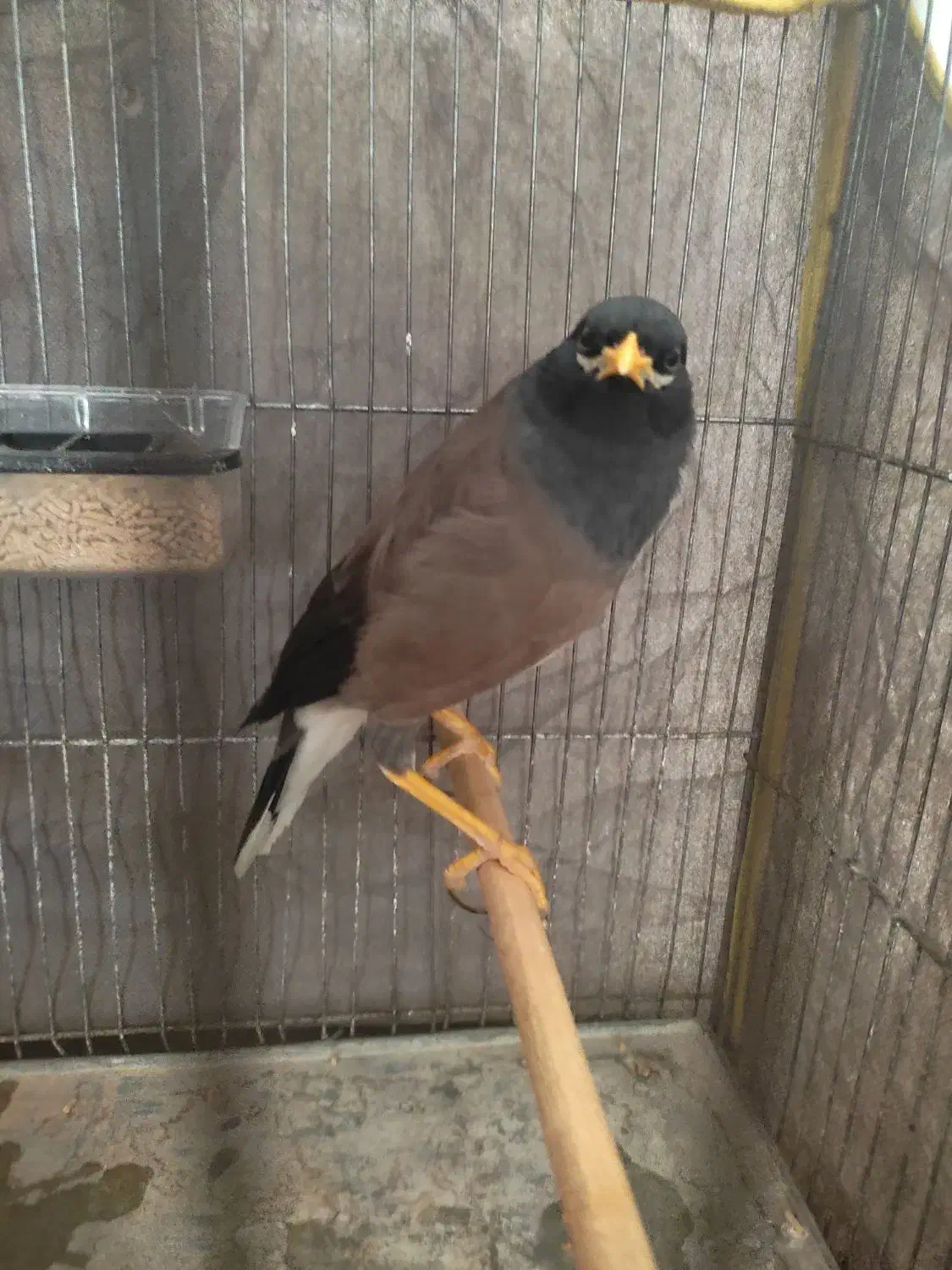 میناسخنگو|پرنده|مشهد, امیریه|دیوار