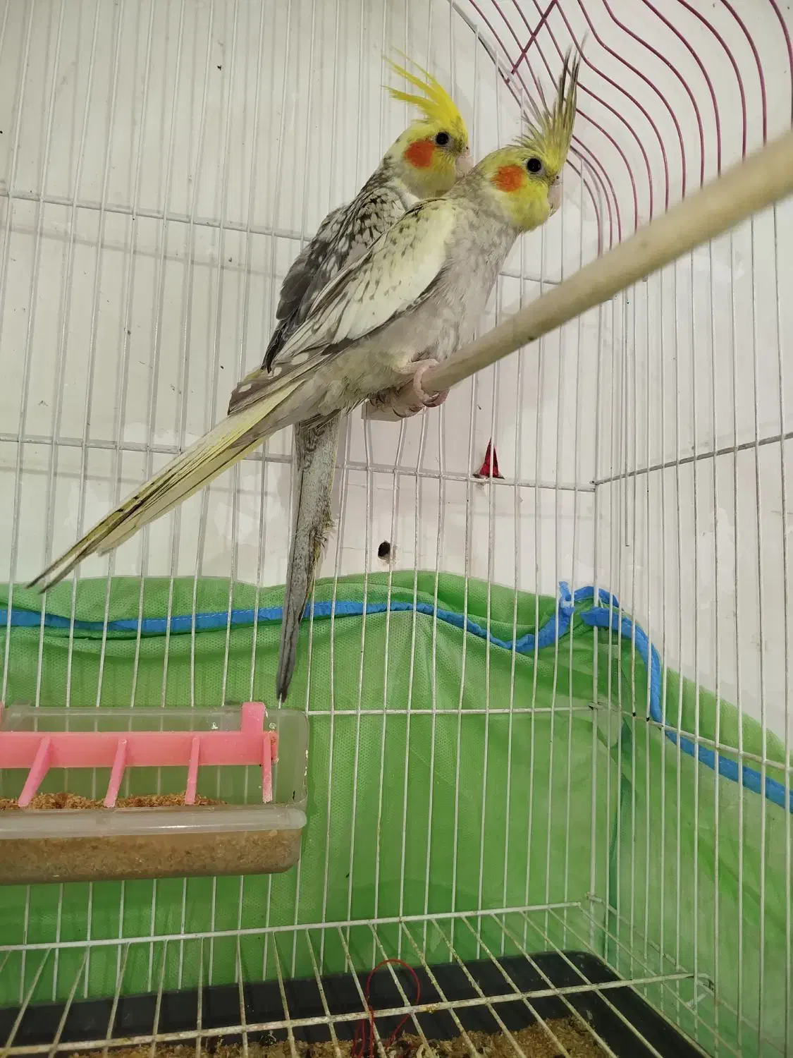 فروش عروس هلندی دستی|پرنده|اردکان, |دیوار