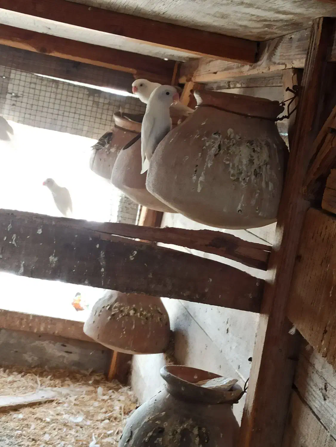 فروش چند جفت کوتوله سفید|پرنده|چابهار, |دیوار