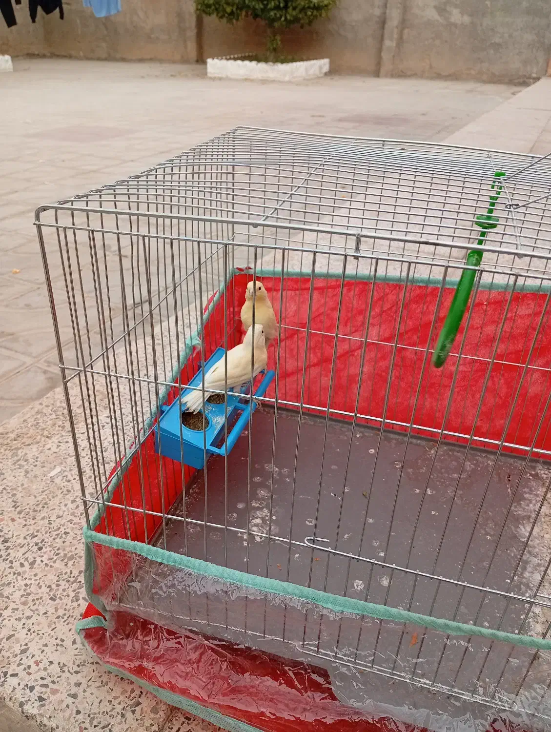 قناری|پرنده|داراب, |دیوار