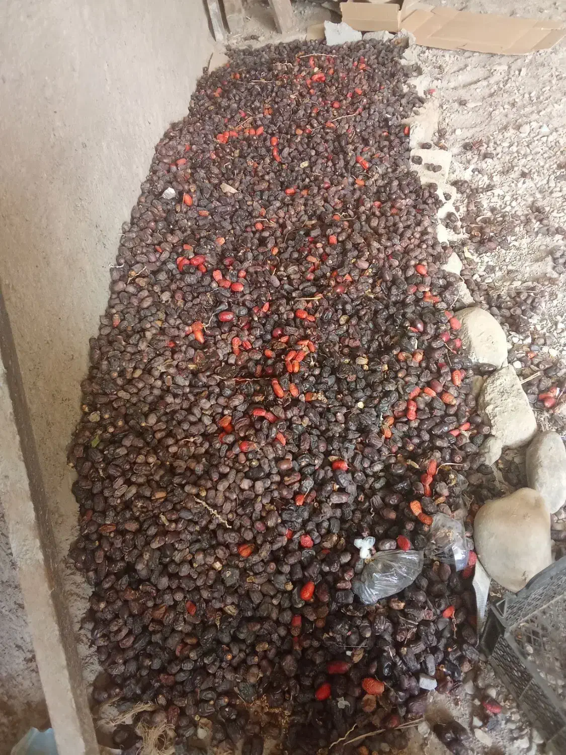 15تن ضایعات خرما به فروش میرسد|عمده‌فروشی|فهرج, |دیوار