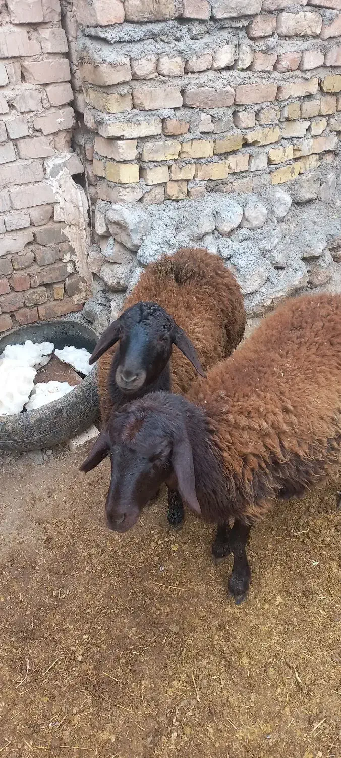 بره ماده های قزل افشاری|حیوانات مزرعه|آوج, |دیوار