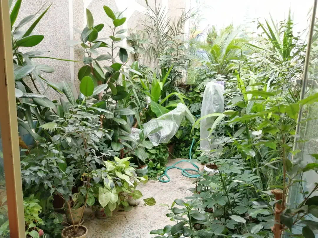 فروش یکجا انواع گلهای آپارتمانی|گل و گیاه طبیعی|دهق, |دیوار