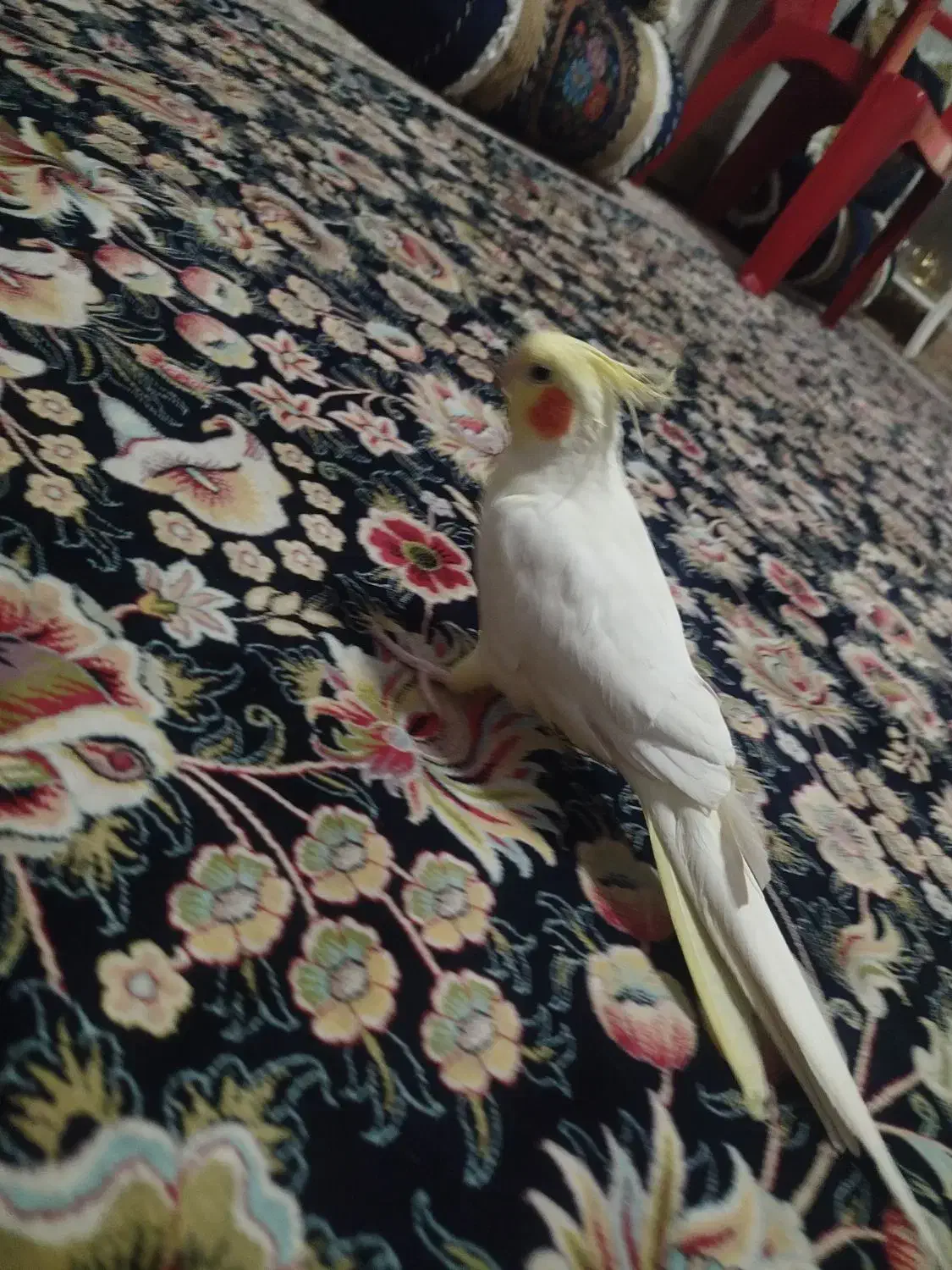 عروس هلندی|پرنده|شیراز, کوشک میدان|دیوار