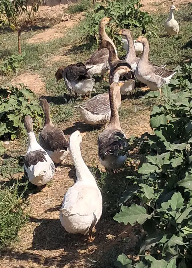 قو غاز و غاز اکراینی|حیوانات مزرعه|مهریز, |دیوار