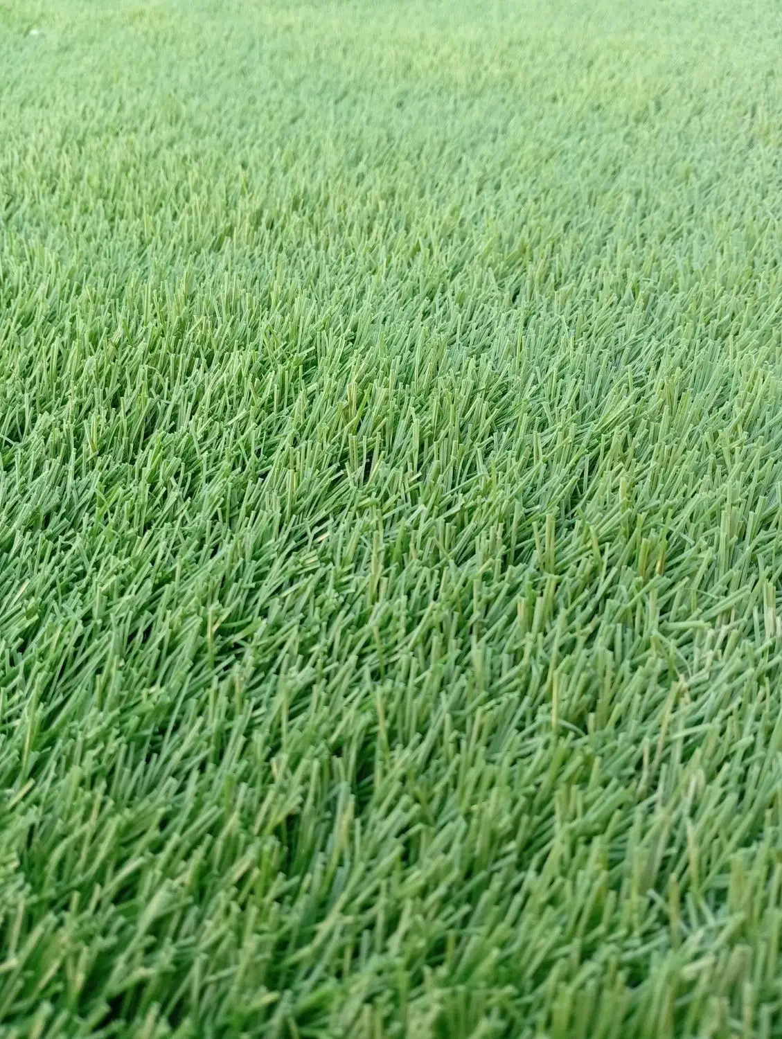 چمن نو زیر قیمت بازار|مصالح و تجهیزات ساختمان|کاشان, کارگر|دیوار