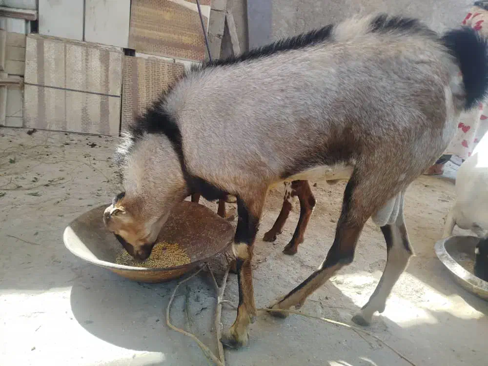 کهره نری|حیوانات مزرعه|قشم, |دیوار