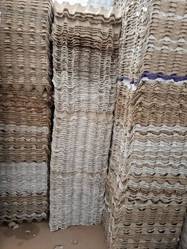 شونه تخم مرغ|عمده‌فروشی|نی‌ریز, |دیوار