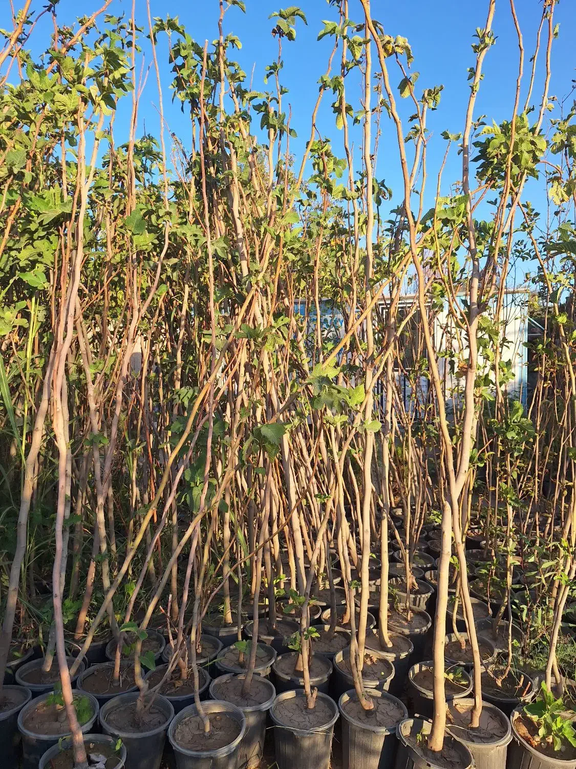 انجیر استهبان سیاه و سفید|خدمات باغبانی و درختکاری|فلاورجان, |دیوار