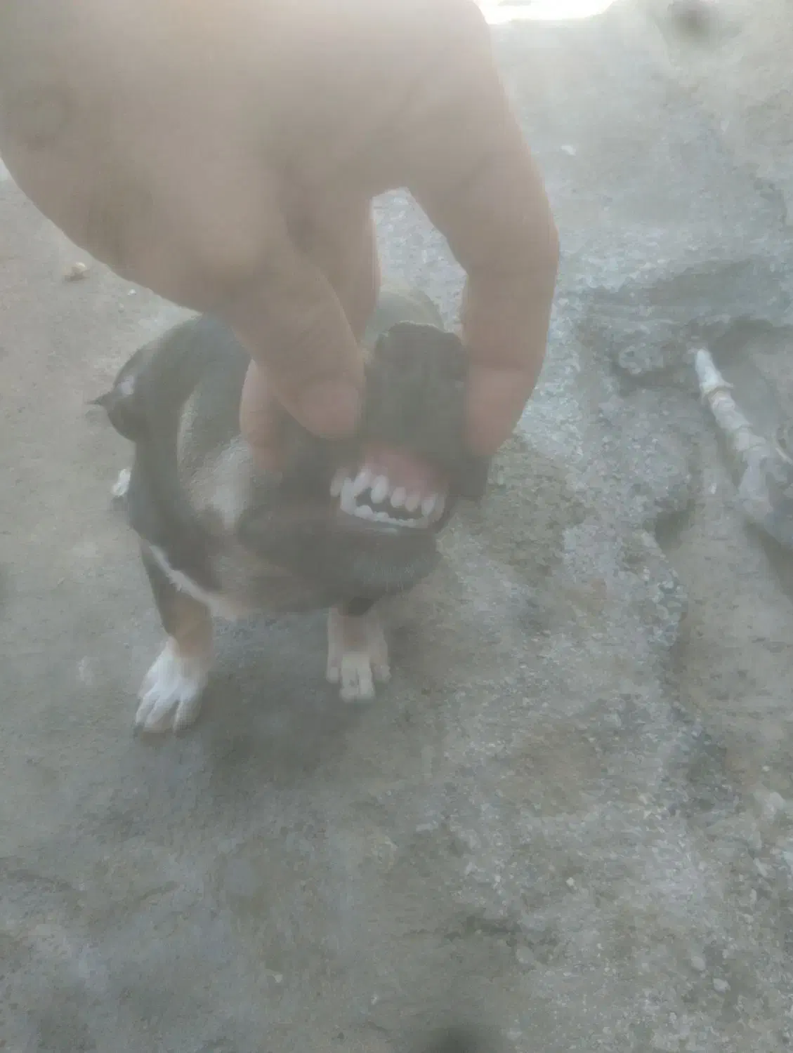 واگذاری سگ فقط 500|سگ|کرمان, |دیوار