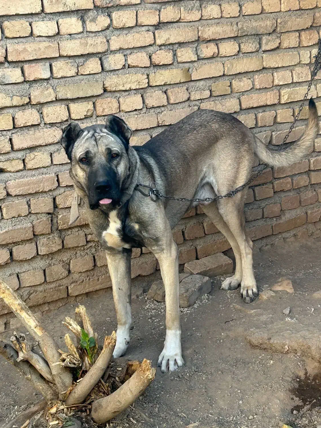 سگ سرابی|سگ|قزوین, |دیوار