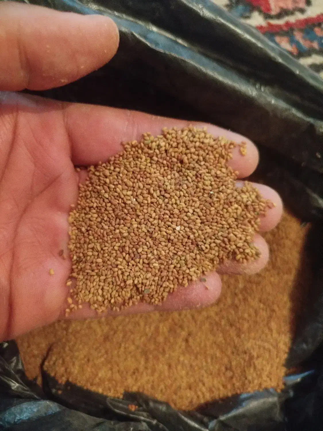 بذر یونجه|گل و گیاه طبیعی|شهرکرد, |دیوار