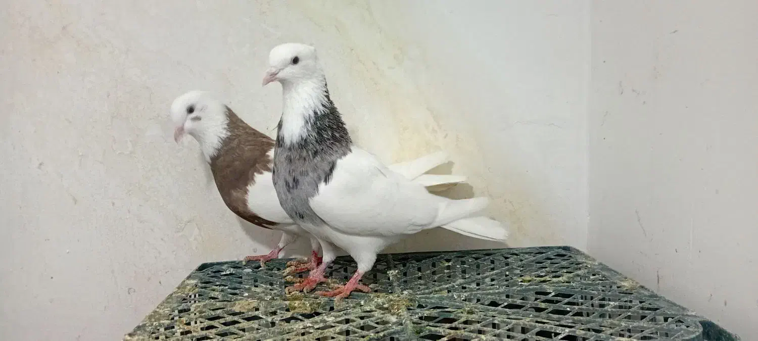 طوقی و گرده دار|پرنده|بروجرد, |دیوار