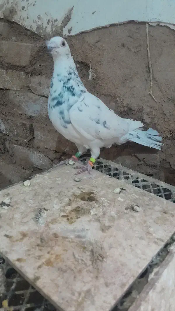 کفتر .سبز. سار هفترنگ ‌.سار سرخ|پرنده|کاشمر, |دیوار