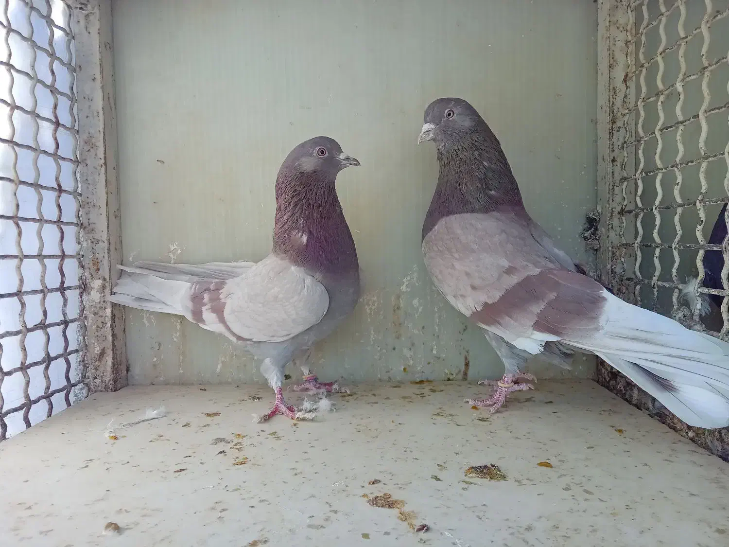 کفتر|پرنده|تهران, آهنگران (سراسیاب دولاب)|دیوار