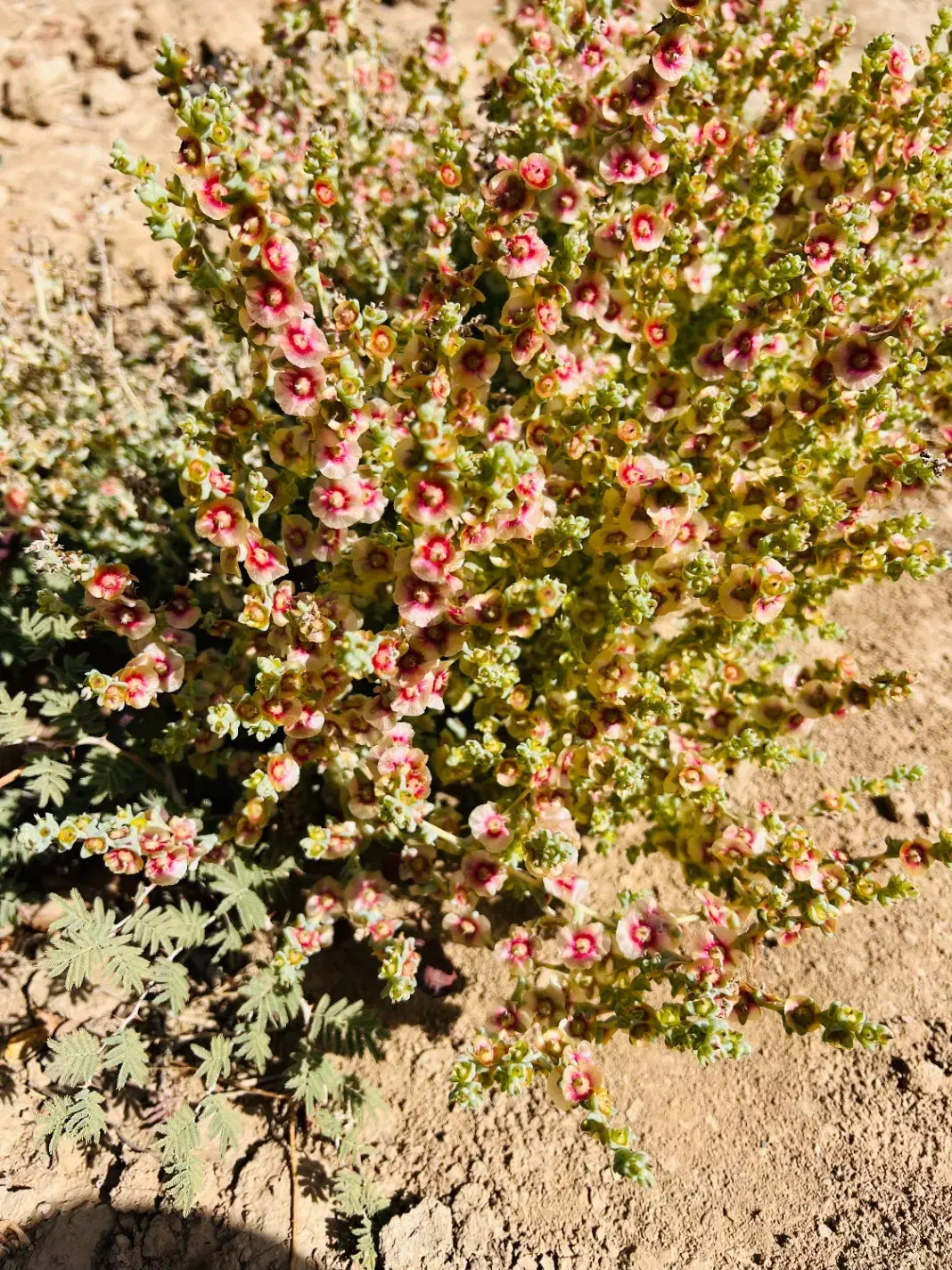 کت وشلوار|کیف، کفش، کمربند|شاهرود, |دیوار