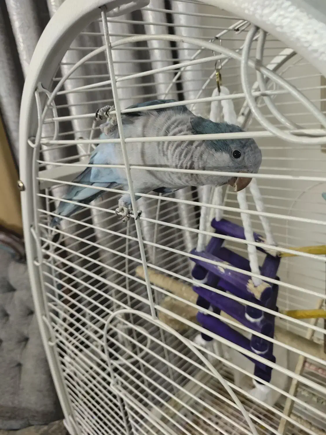 طوطی راهب معاوضه|پرنده|پاکدشت, پاکدشت (مامازند)|دیوار