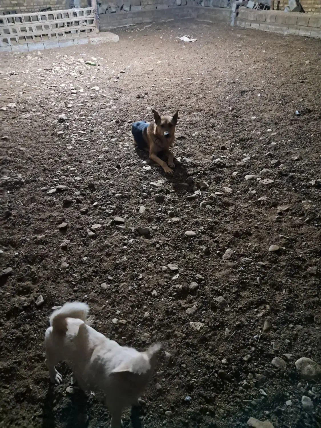 سگ نر|سگ|زالیان, |دیوار