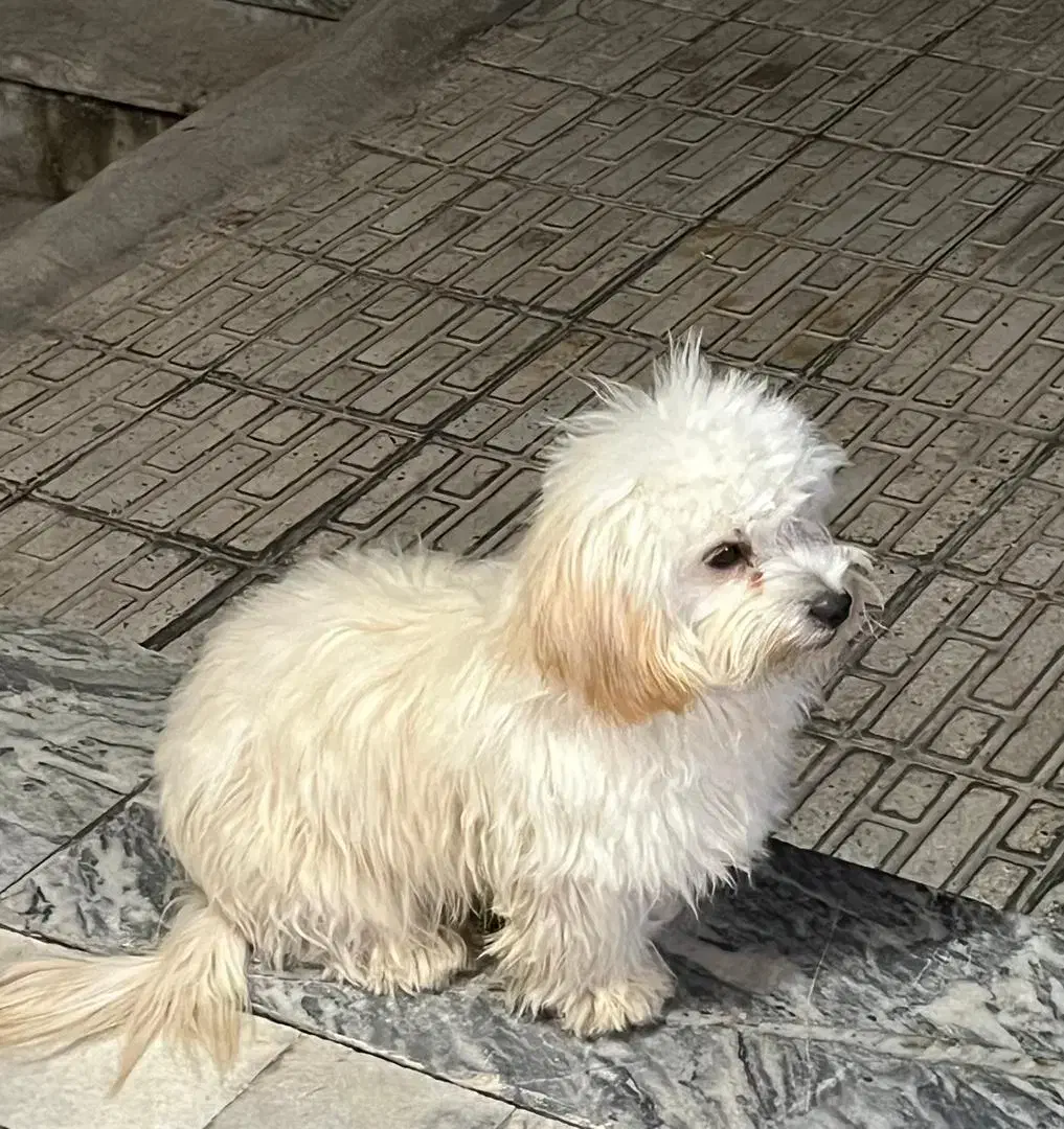 سگ پاپی|سگ|ساوه, |دیوار