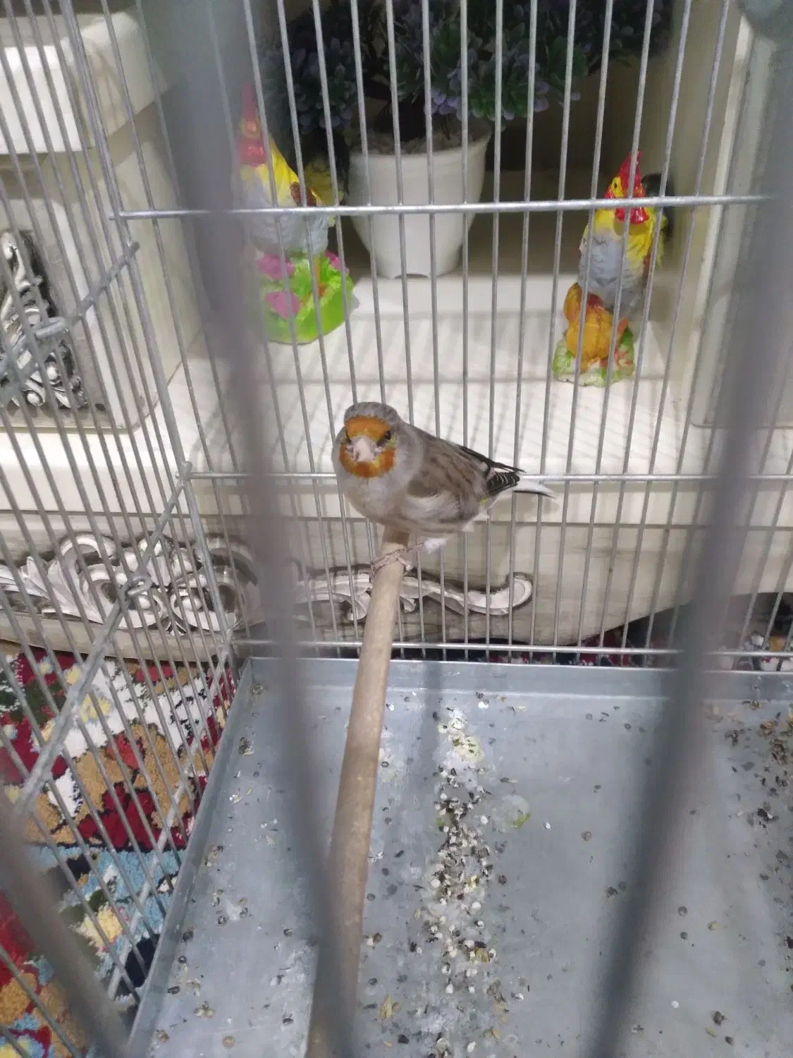 سهره قناری نر دهن دار و نشون دار دم سفید|پرنده|الیگودرز, |دیوار