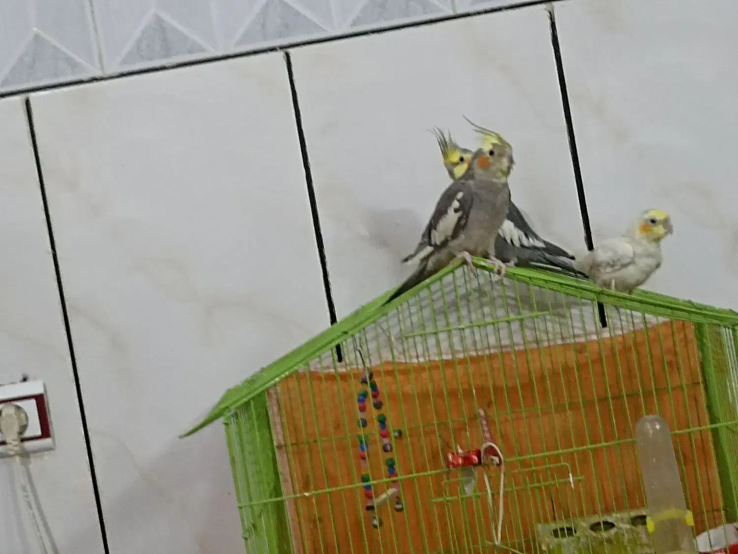 عروس هلندی|پرنده|دامغان, |دیوار