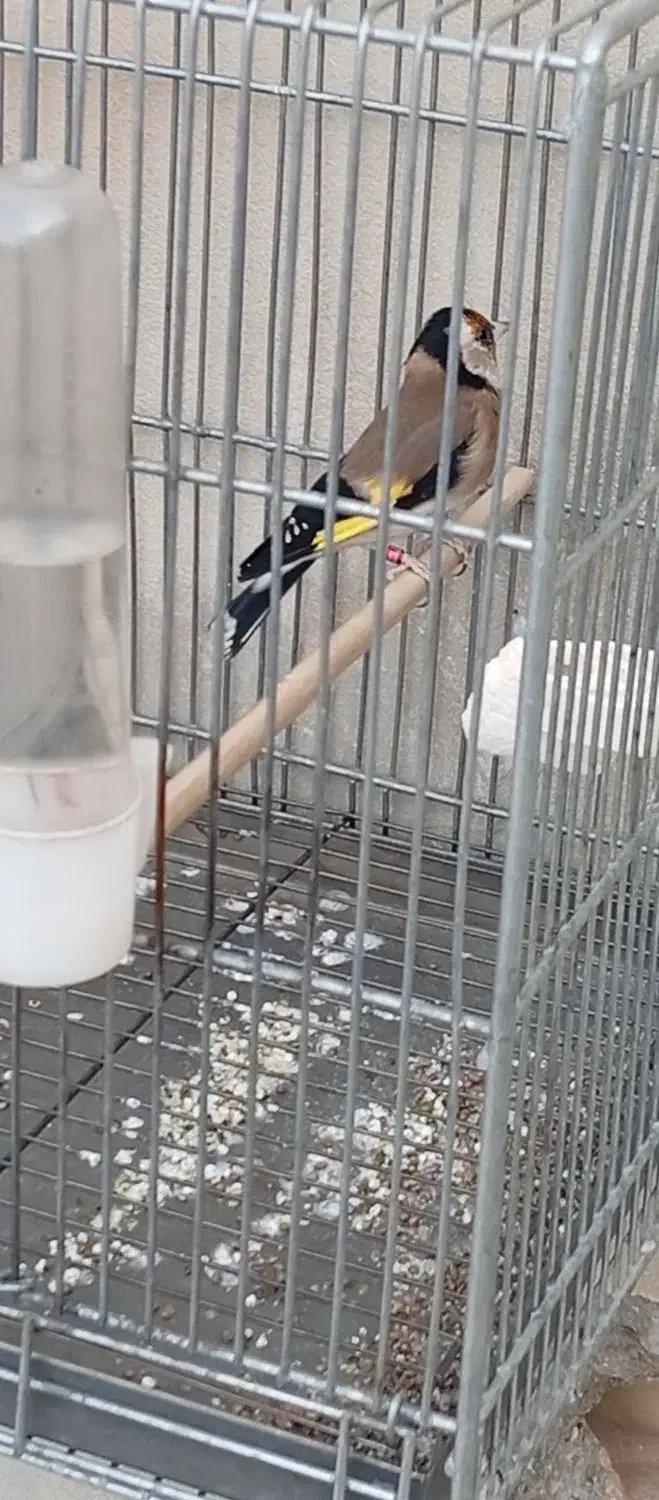 دوتا سهره زیر دهن|پرنده|صفادشت, |دیوار