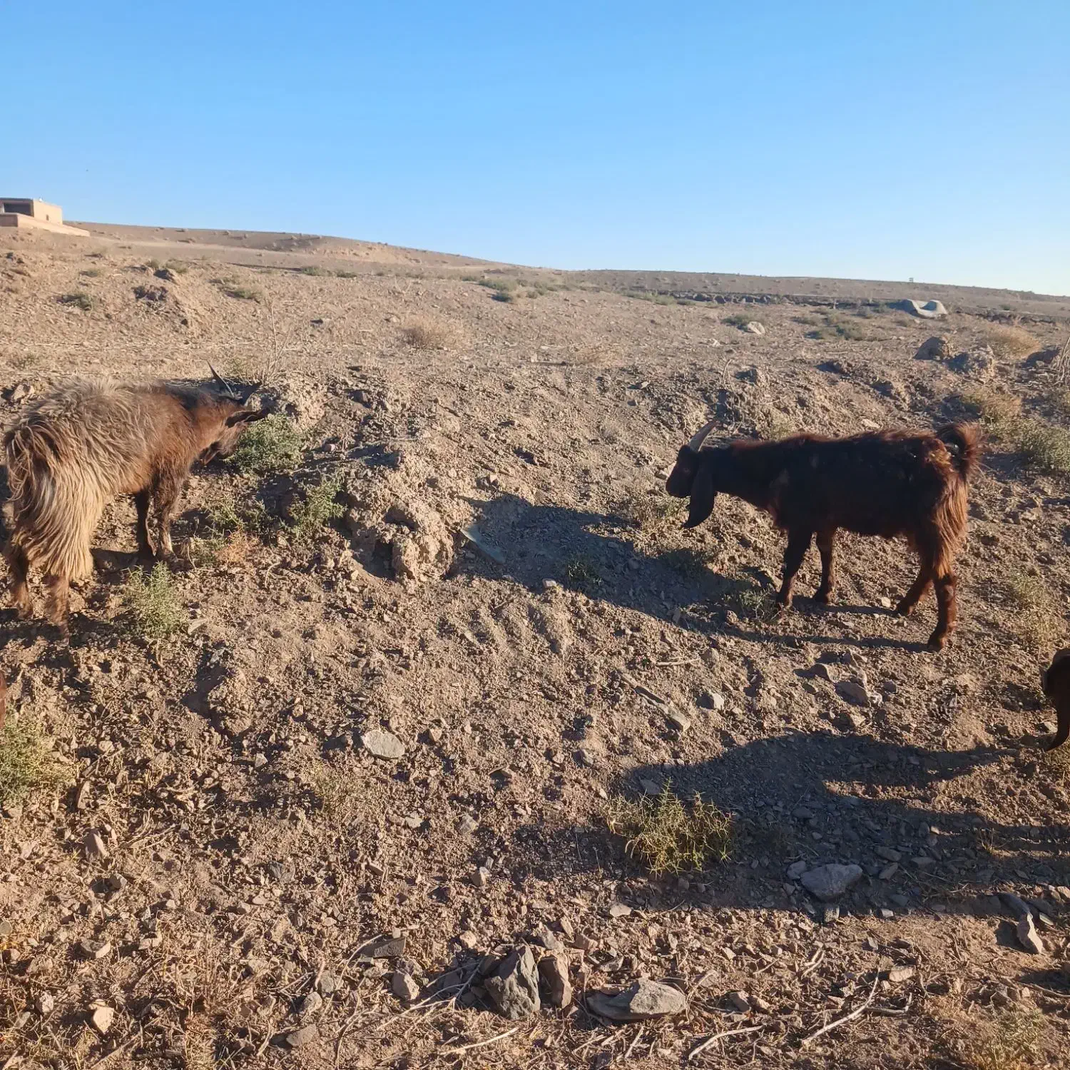 بزغاله نر|حیوانات مزرعه|نیمبلوک, |دیوار