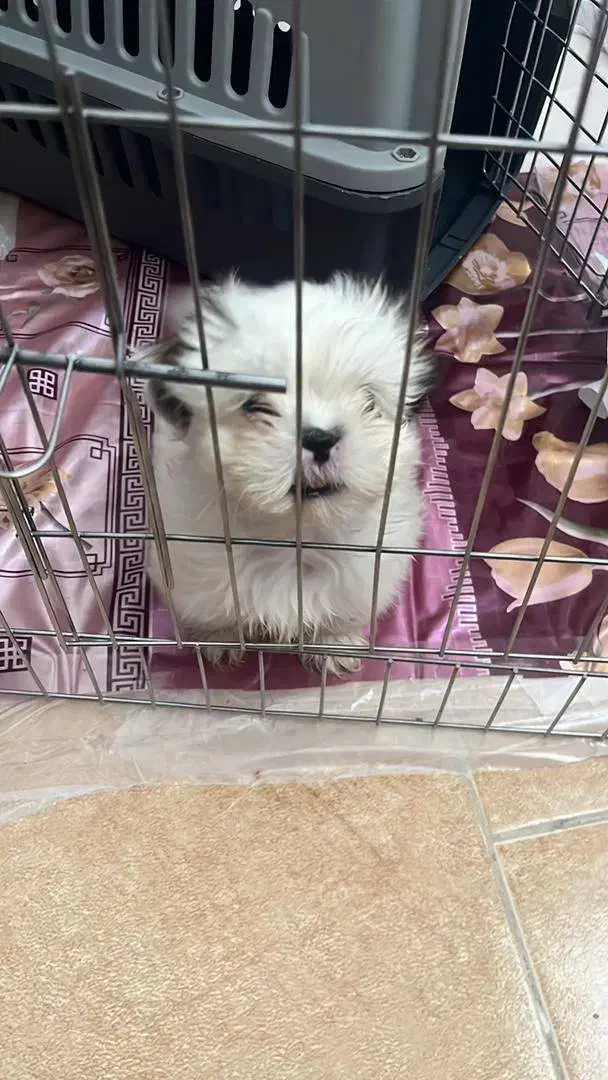 سگ شیتزو دو ماهه|سگ|یزد, |دیوار