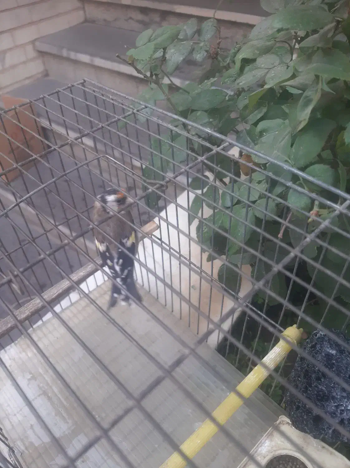 سره ماده|پرنده|تهران, زرکش|دیوار