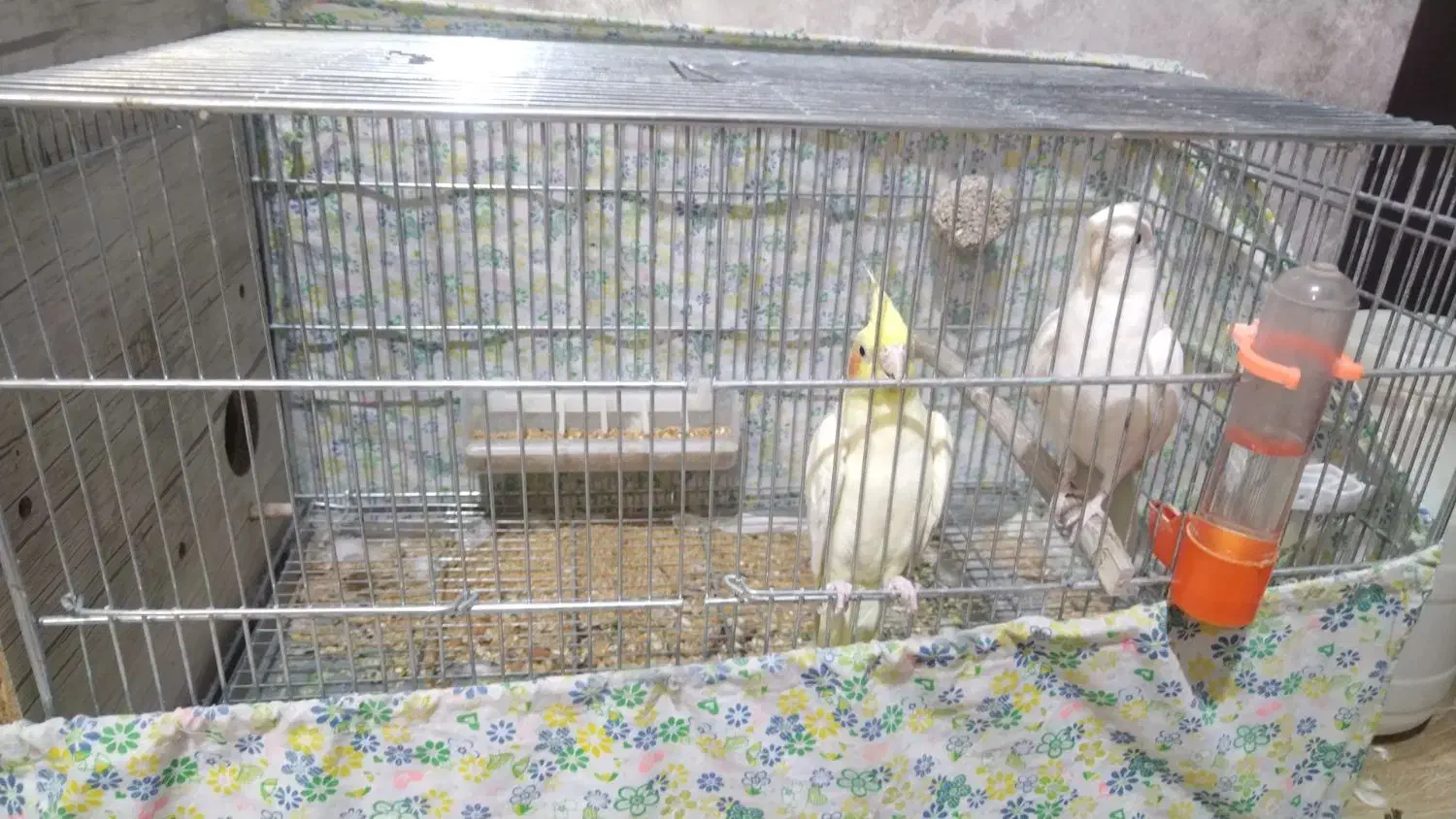 عروس هلندی مولد|پرنده|شهرضا, |دیوار