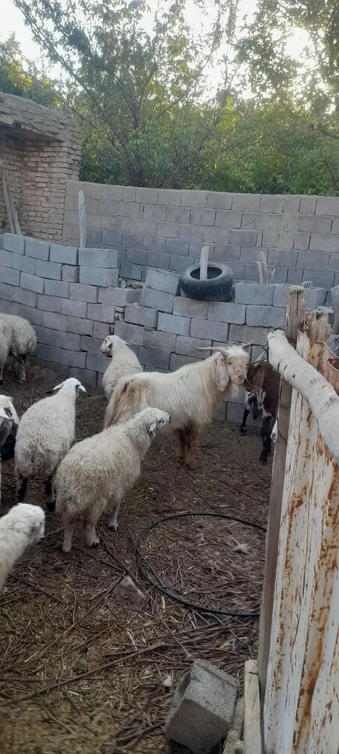 چبش|حیوانات مزرعه|بوانات, |دیوار