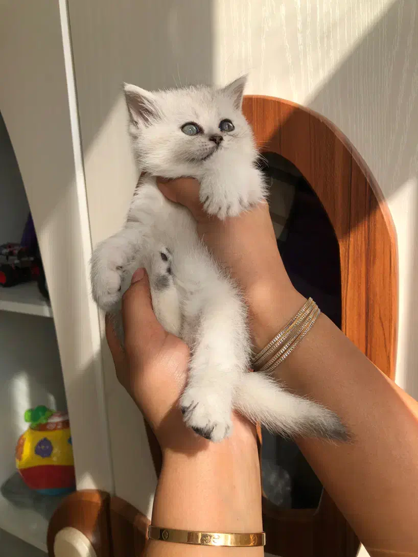 گربه بریتیش سیلور اصیل|گربه|تهران, شهرک غرب|دیوار