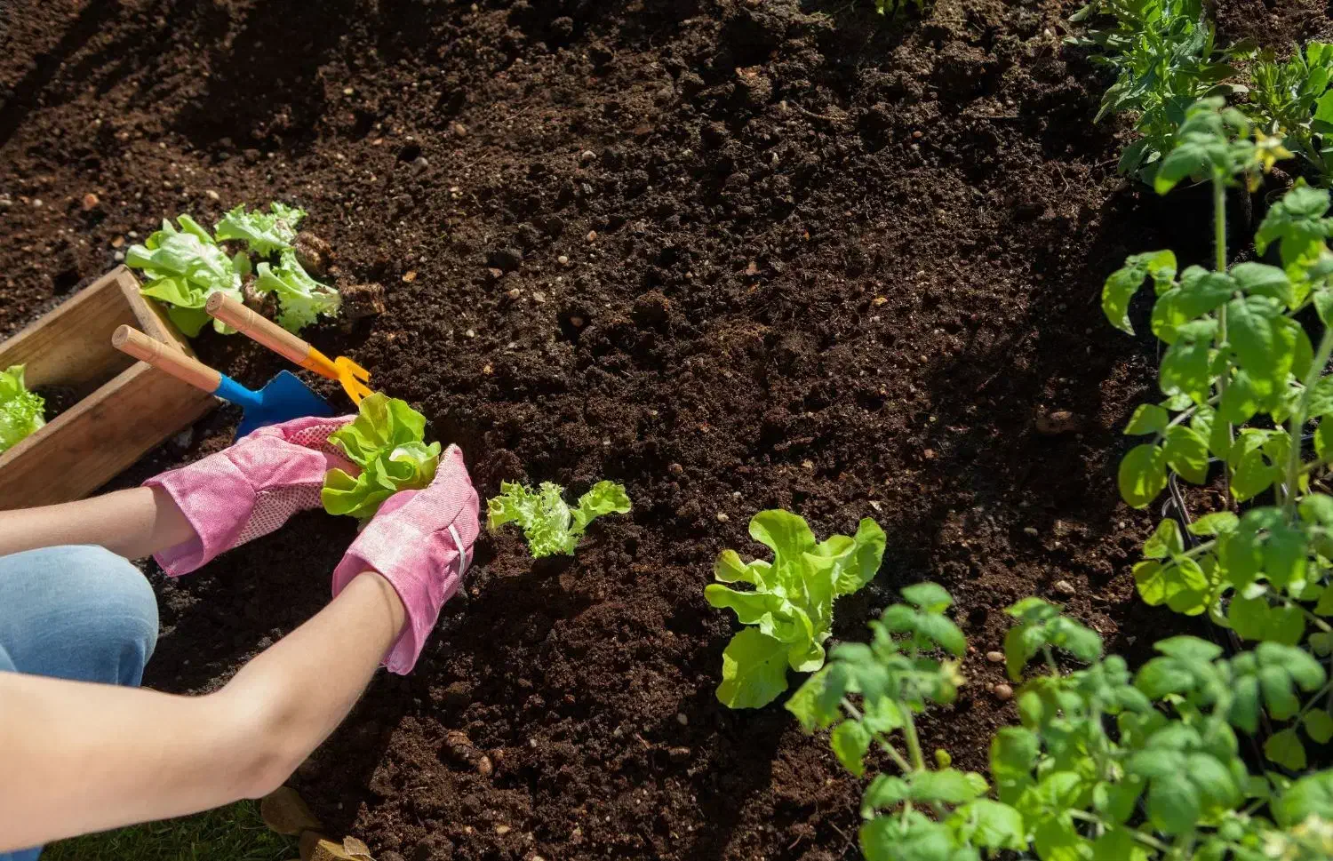 مشاور و مجری فضای سبز میخوام|خدمات باغبانی و درختکاری|شیراز, شهرک گلستان|دیوار