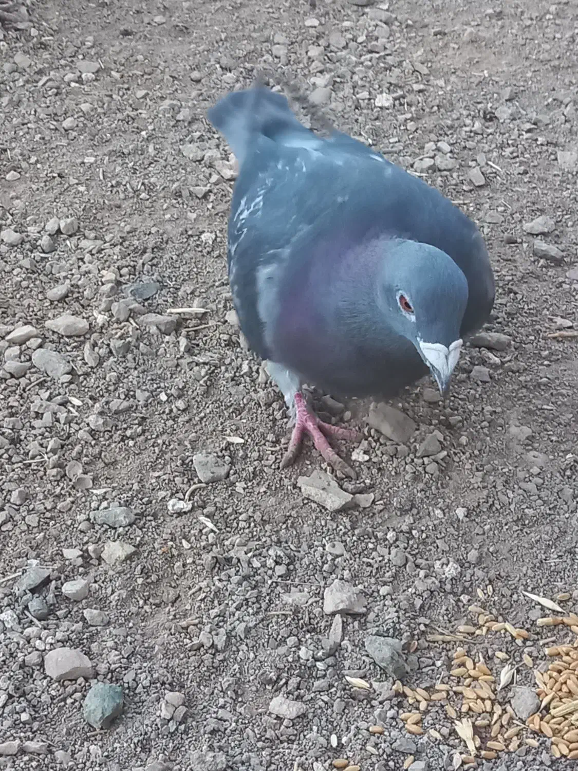 کبوتر پلاکی|پرنده|زنجان, |دیوار