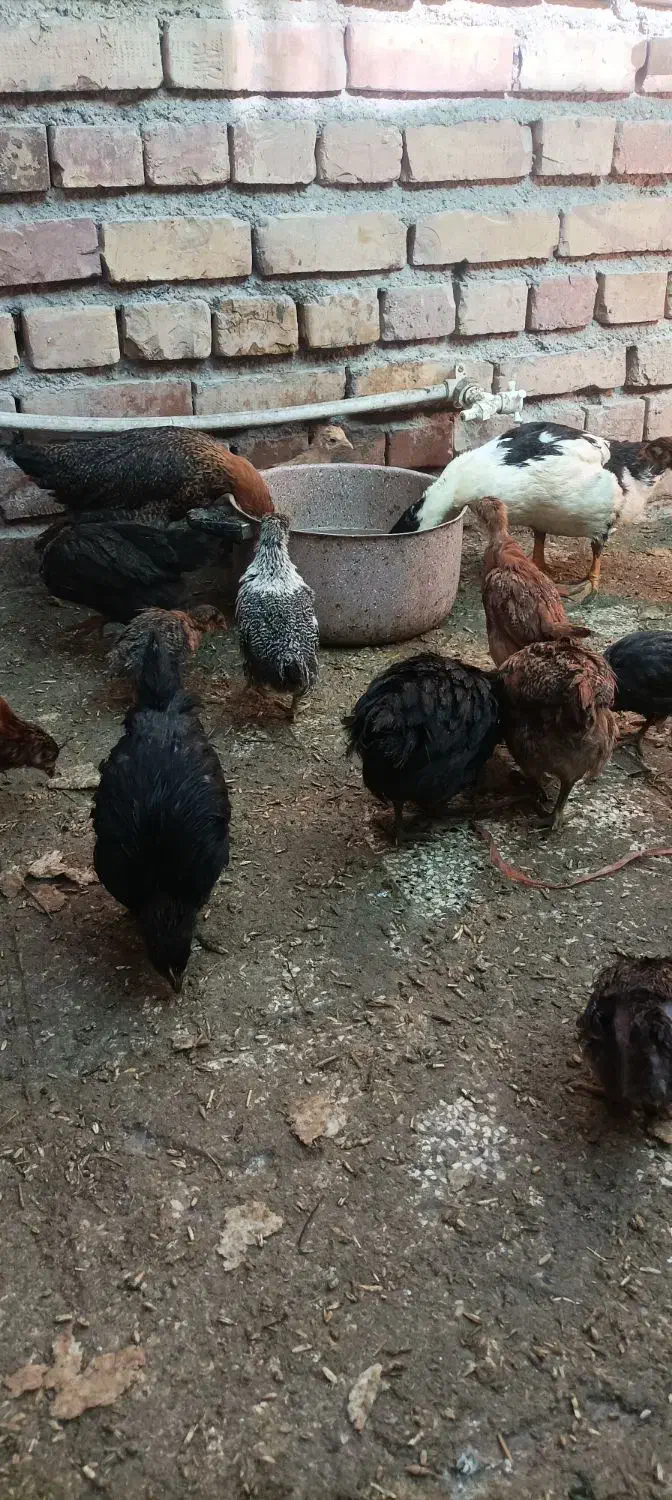 جوجه مرغ و خروس گلپایگانی سالم|حیوانات مزرعه|نیشابور, شهرک رسولی|دیوار