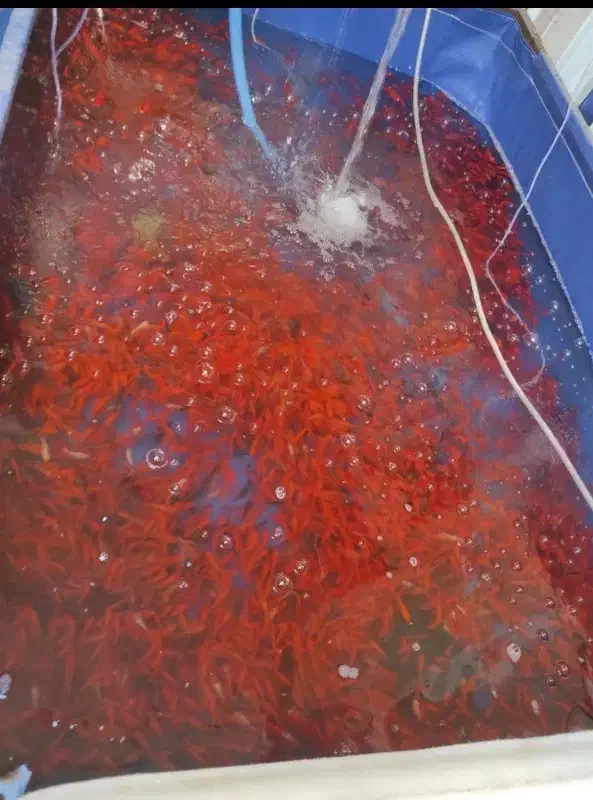 ماهی قرمز|ماهی|آبکوه, |دیوار