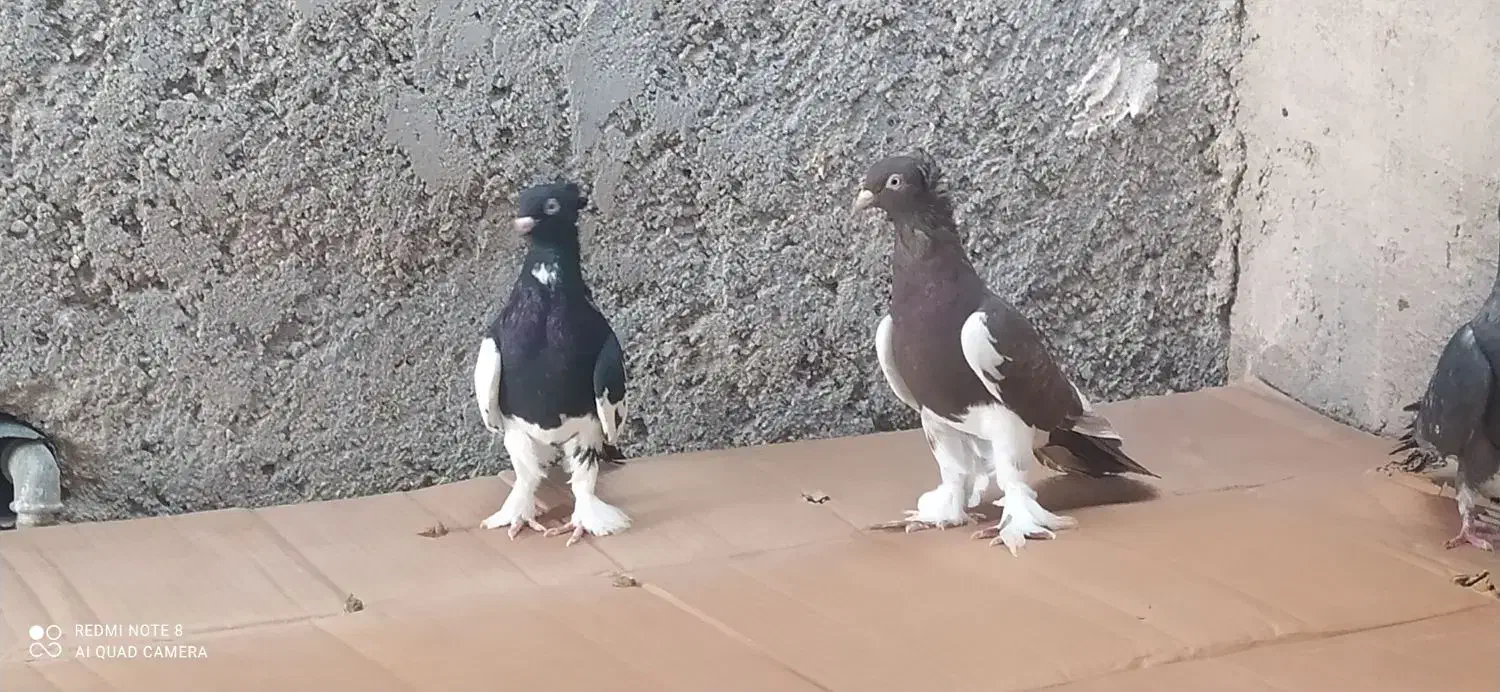 کبوتر خوب|پرنده|خورموج, |دیوار