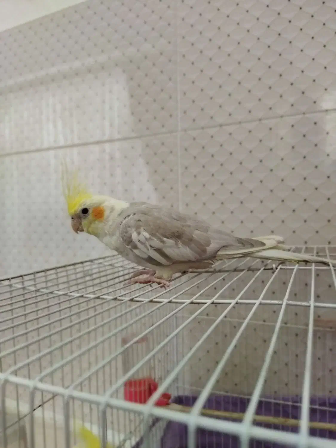 عروسی هلندی اهوی|پرنده|تربت‌حیدریه, ترمینال|دیوار