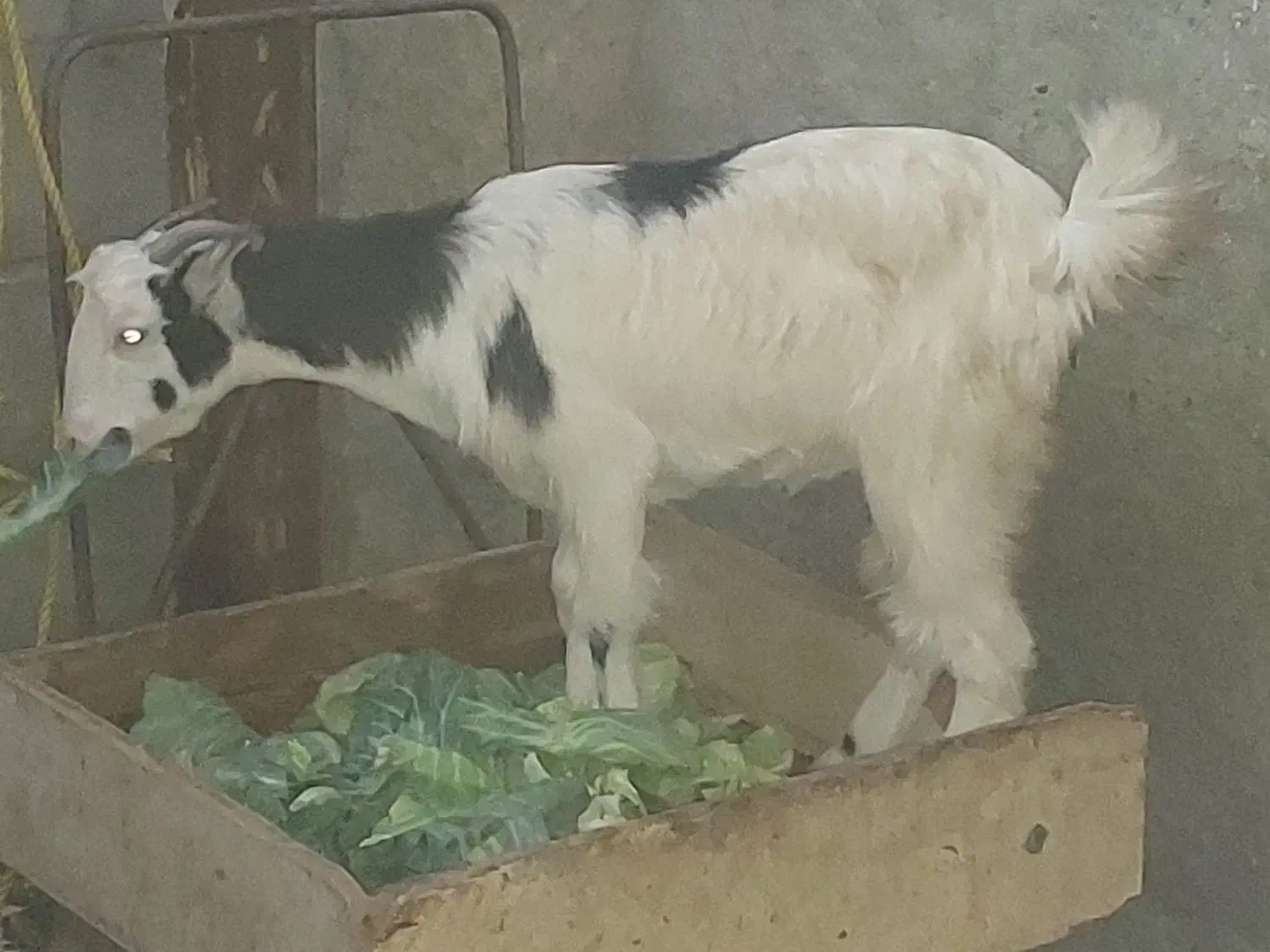 کهره جوان آوست|حیوانات مزرعه|فین, |دیوار