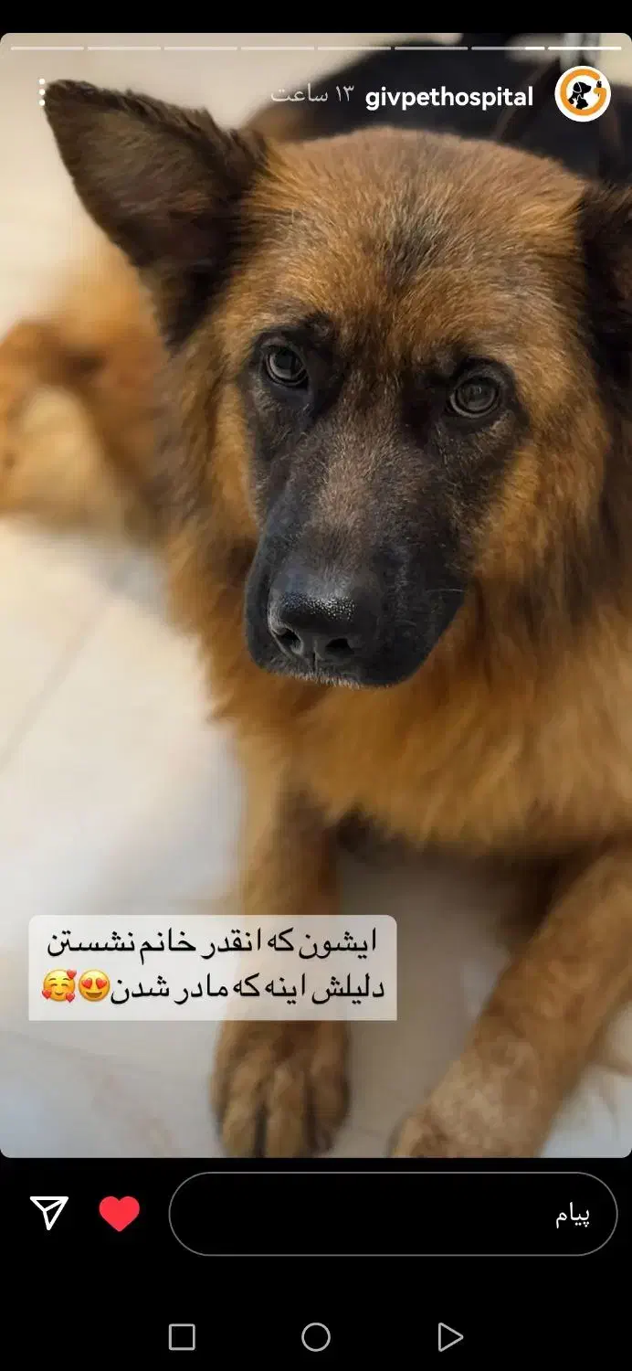 سگ ژرمن ماده|سگ|شهرکرد, |دیوار