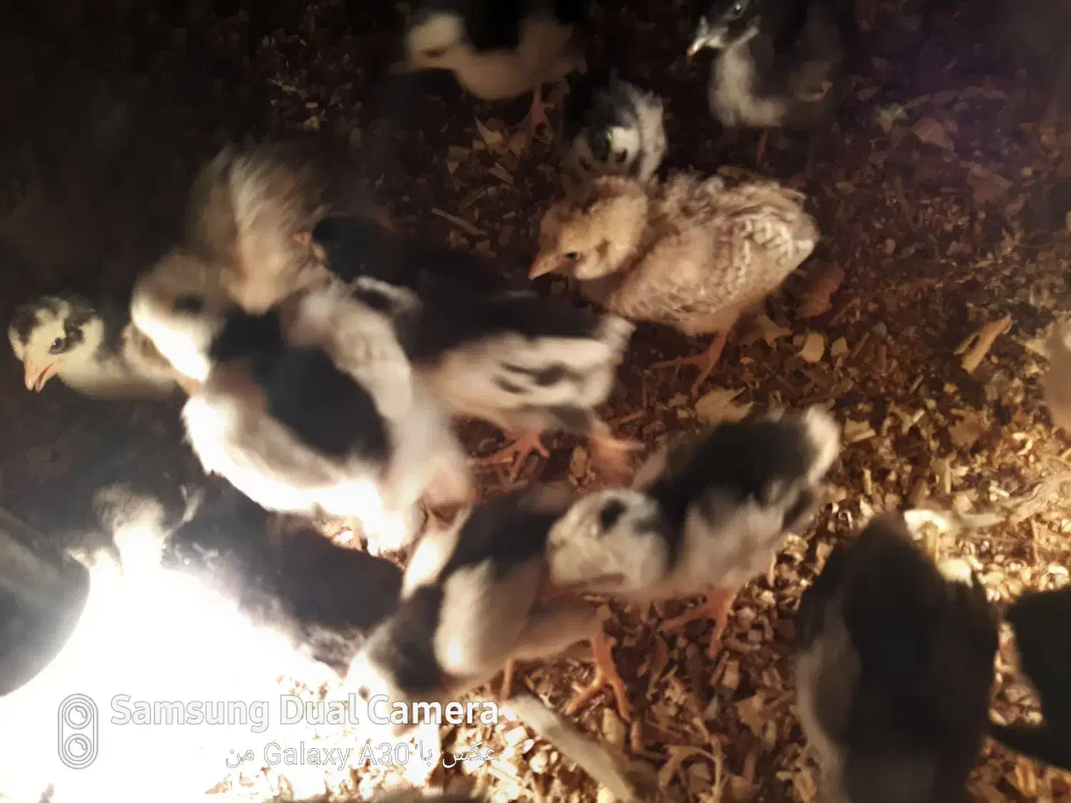 جوجه مرغ گلین|حیوانات مزرعه|بیرجند, |دیوار