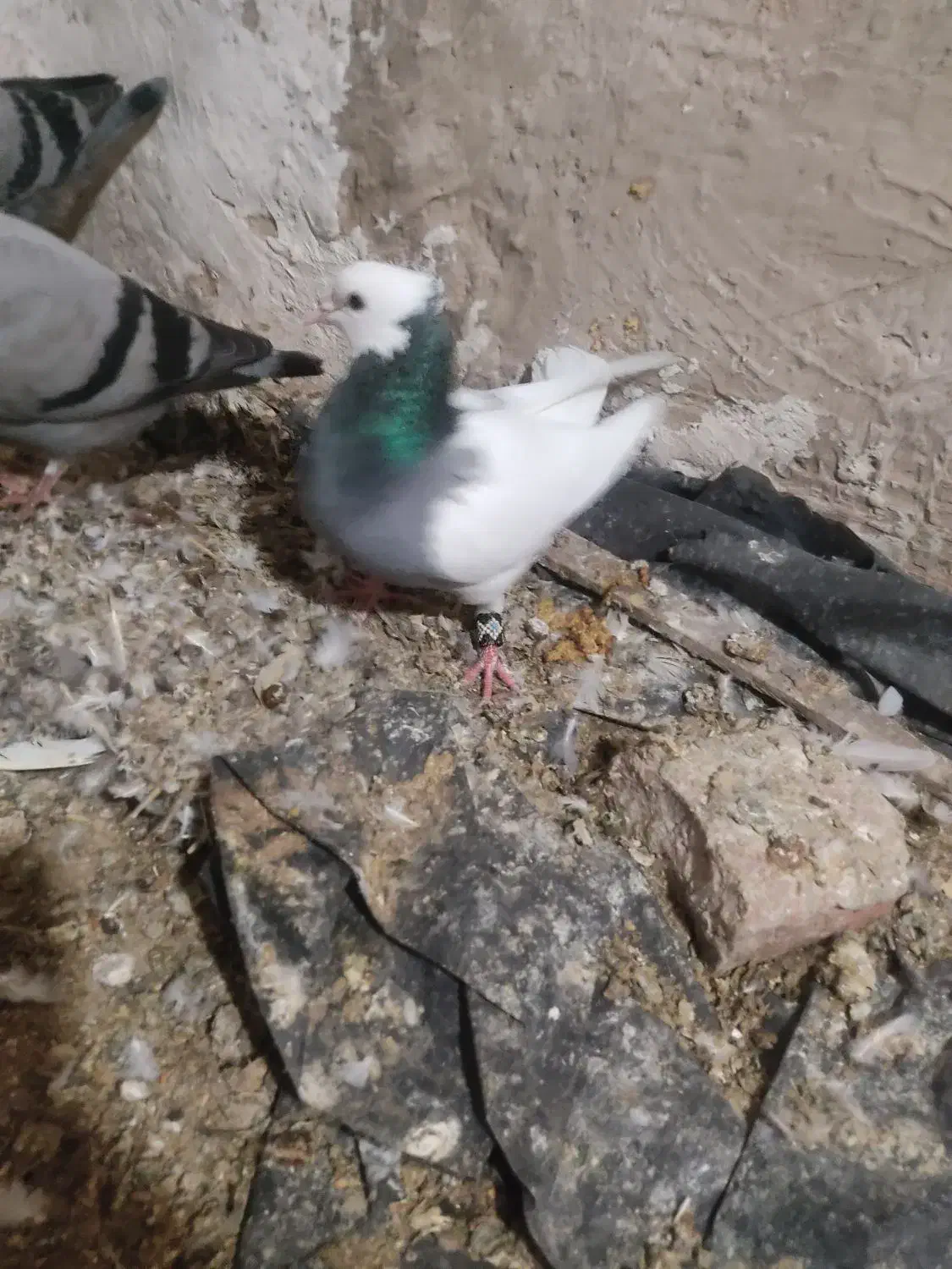 کبوتر طوقی|پرنده|گنبد کاووس, |دیوار