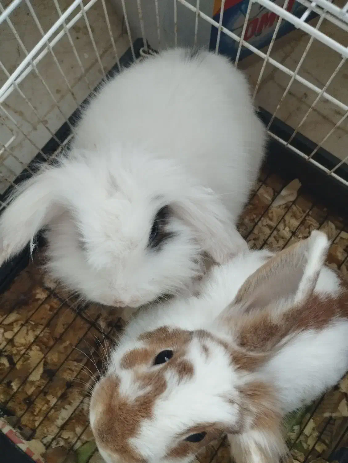 یونجه وپوشال خرگوش|لوازم جانبی حیوانات|پردیس, فاز ۴|دیوار