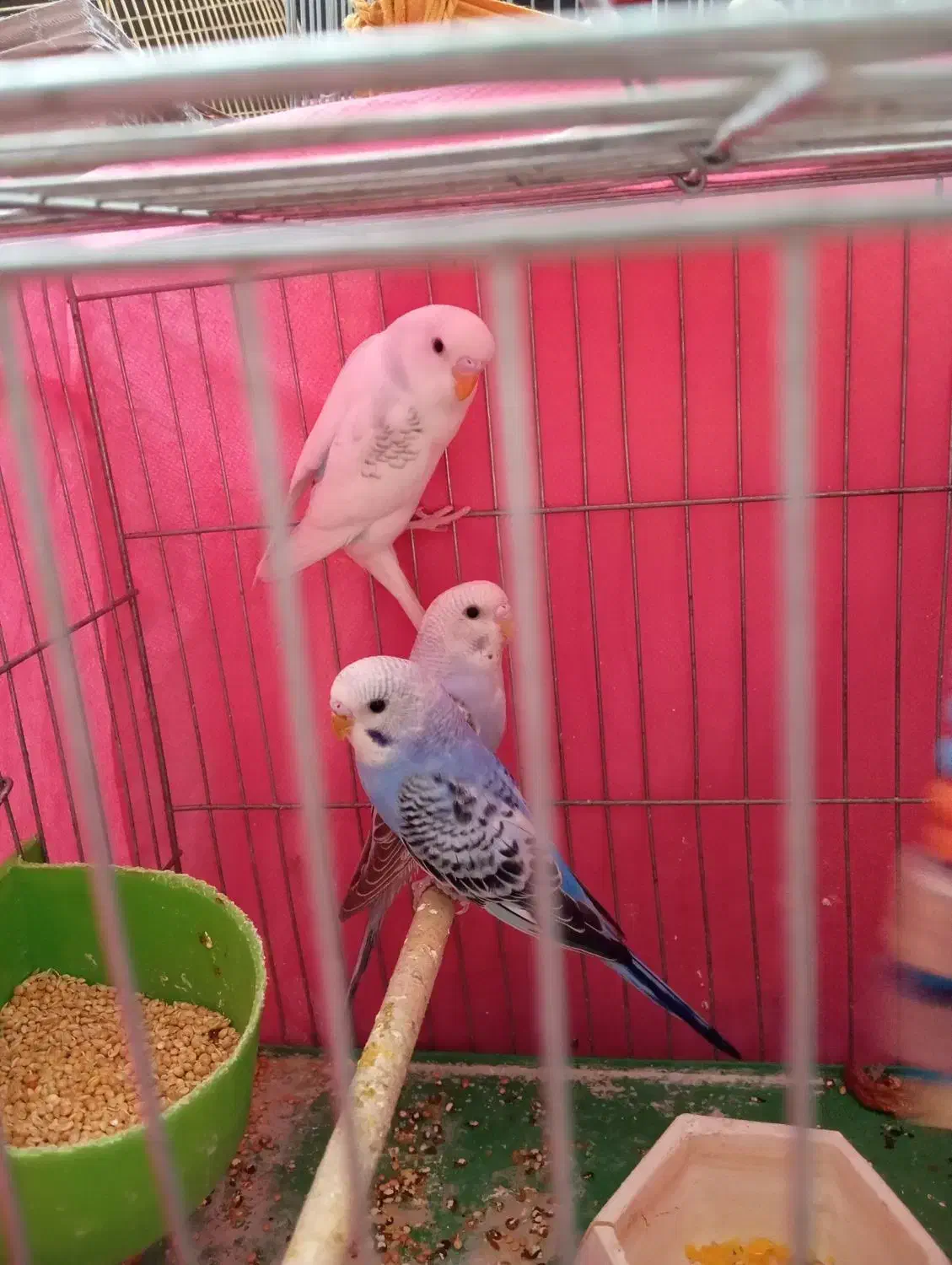 مرغ عشق انگیلیسی|پرنده|خمینی‌شهر, |دیوار