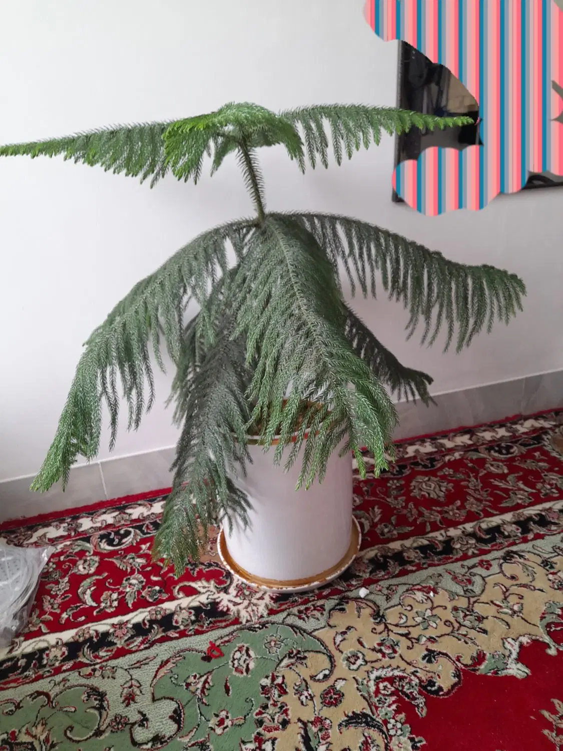 کاج|گل و گیاه طبیعی|دورود, |دیوار