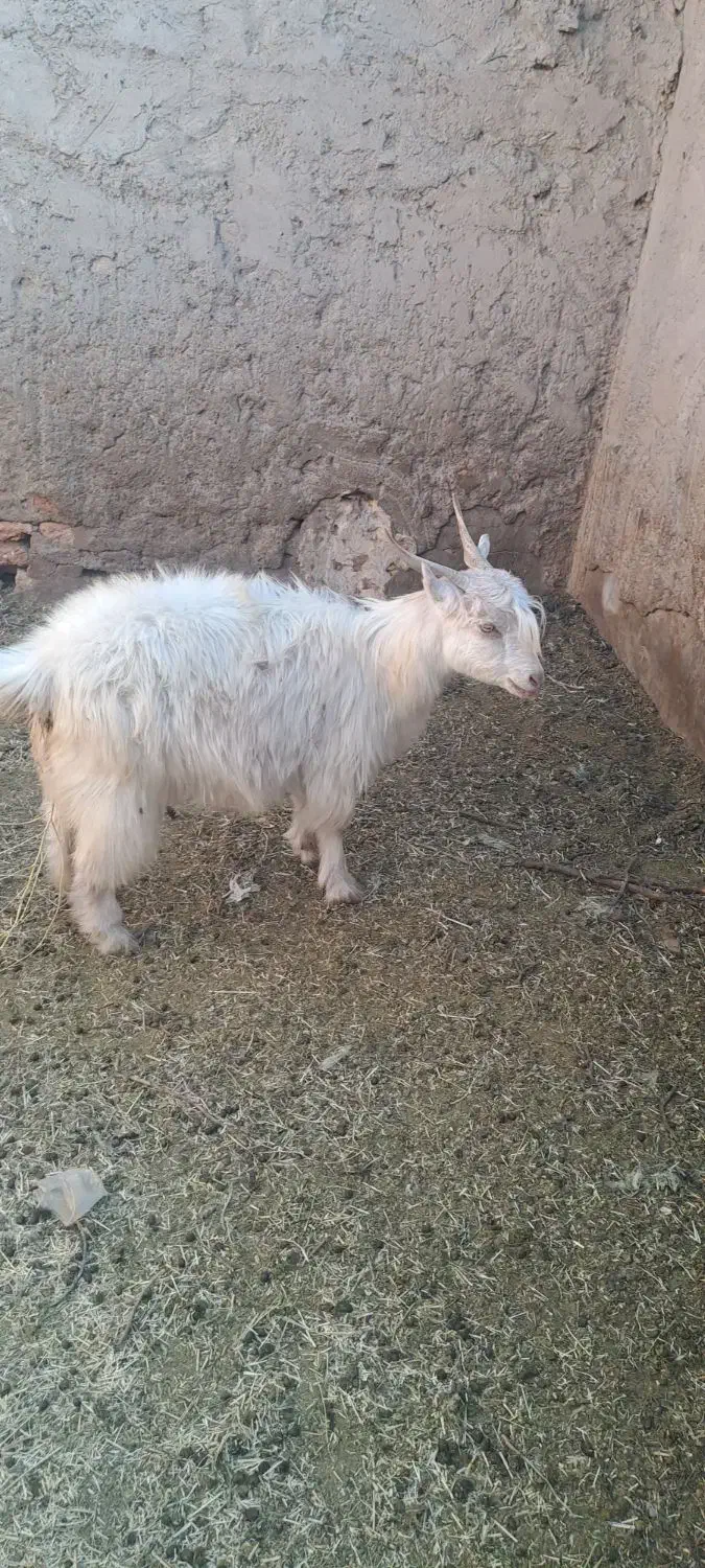 بز اوستن|حیوانات مزرعه|کرمان, |دیوار