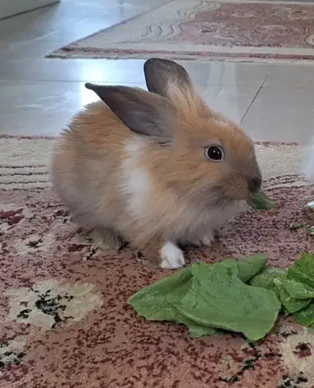 خرگوش|موش و خرگوش|تهران, گلستان (شهرک راه آهن)|دیوار