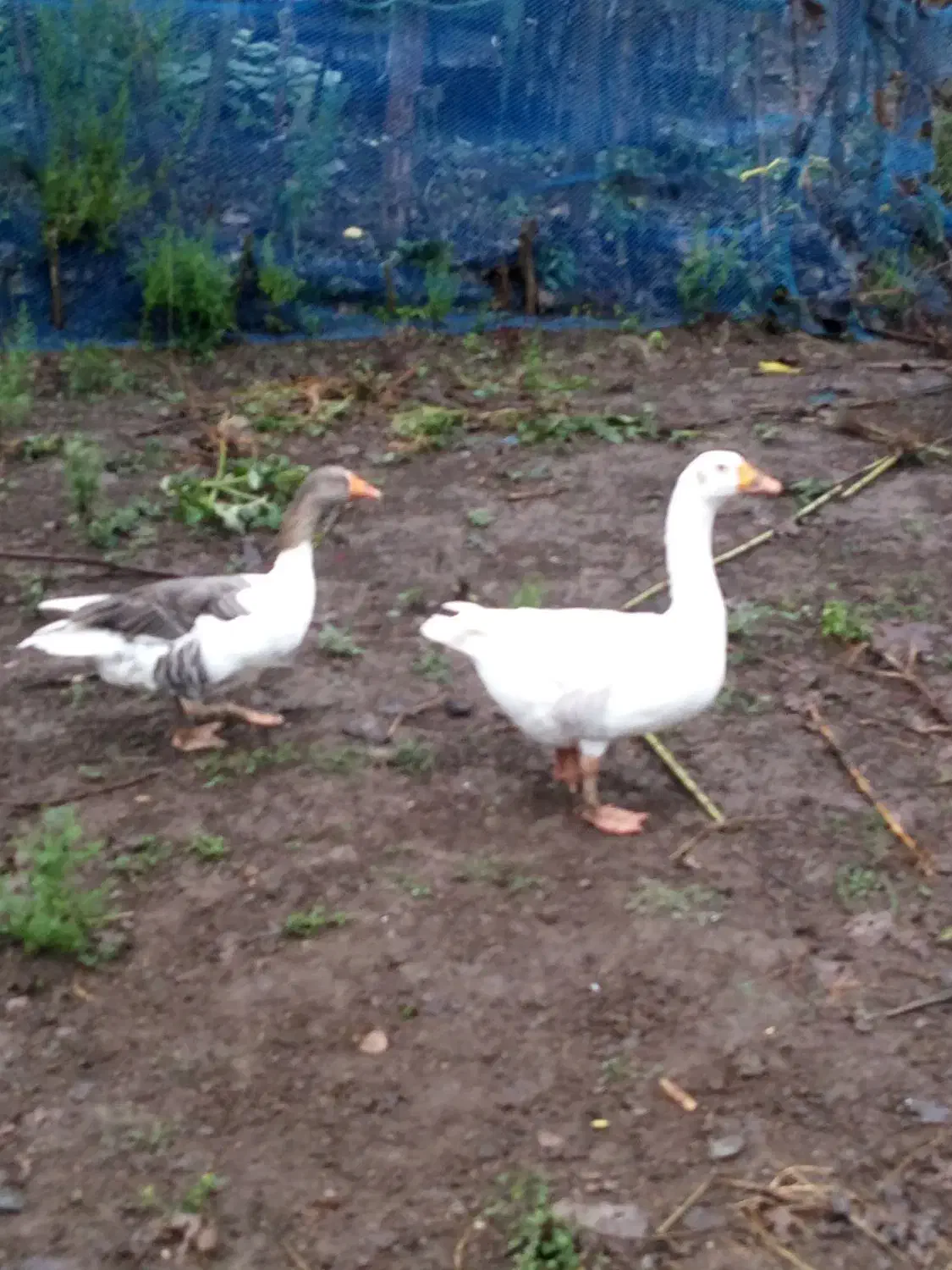 دو عدد غاز نرو ماده مولد|حیوانات مزرعه|رشت, لاکان|دیوار