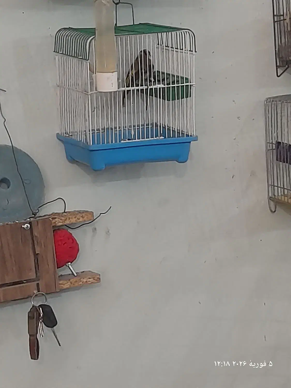 سهره|پرنده|الوند, |دیوار