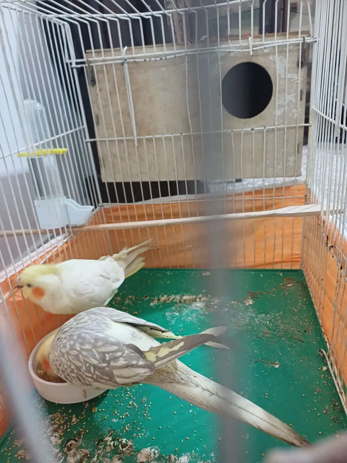 جفت مولد عروس هلندی|پرنده|دامغان, |دیوار